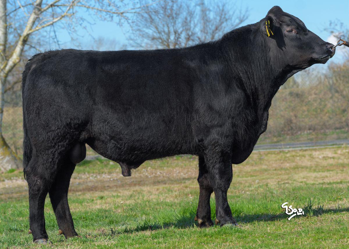 DAKOTA 2 Carrigroe V (BLACK ANGUS)(IE214625761942)