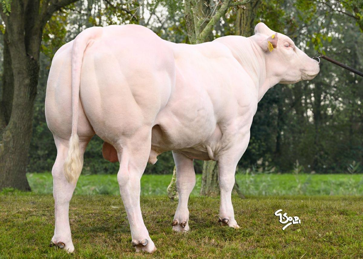 ENEGO (BB) (NL000586358942)
