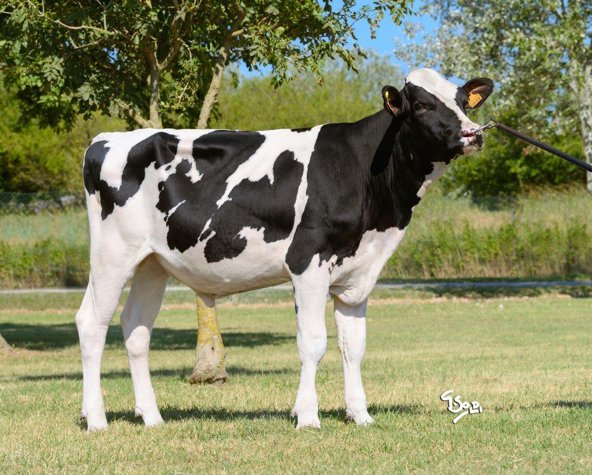 GPLUS JEANS ET (FI) (IT016990976532)