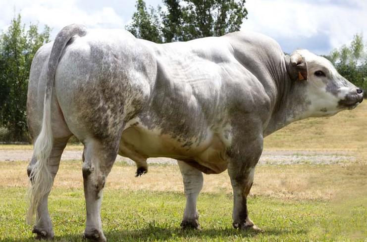 MEXPLOR (INRA 95)(FR000916840411)