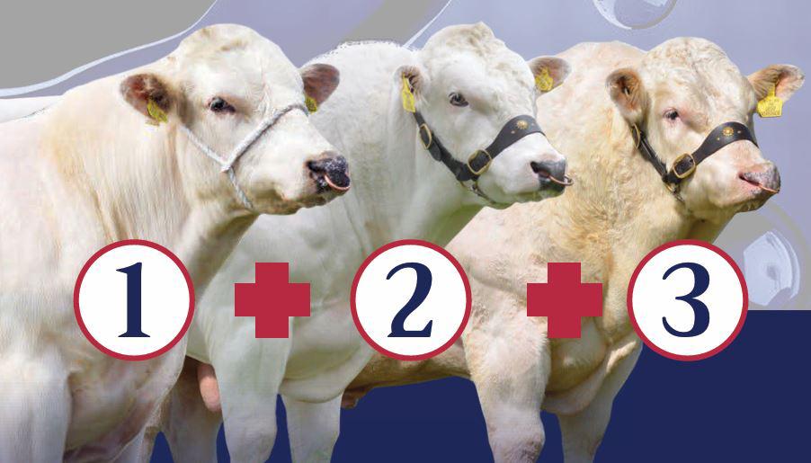 FERTILITY PLUS BRITISH BLUE (3xBB) ABS